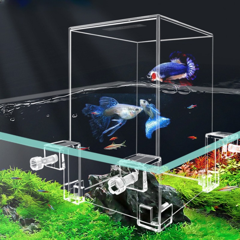 Aquarium Fish In Bowl - حوض السمك بالضغط السلبي للأسماك الصغيرة