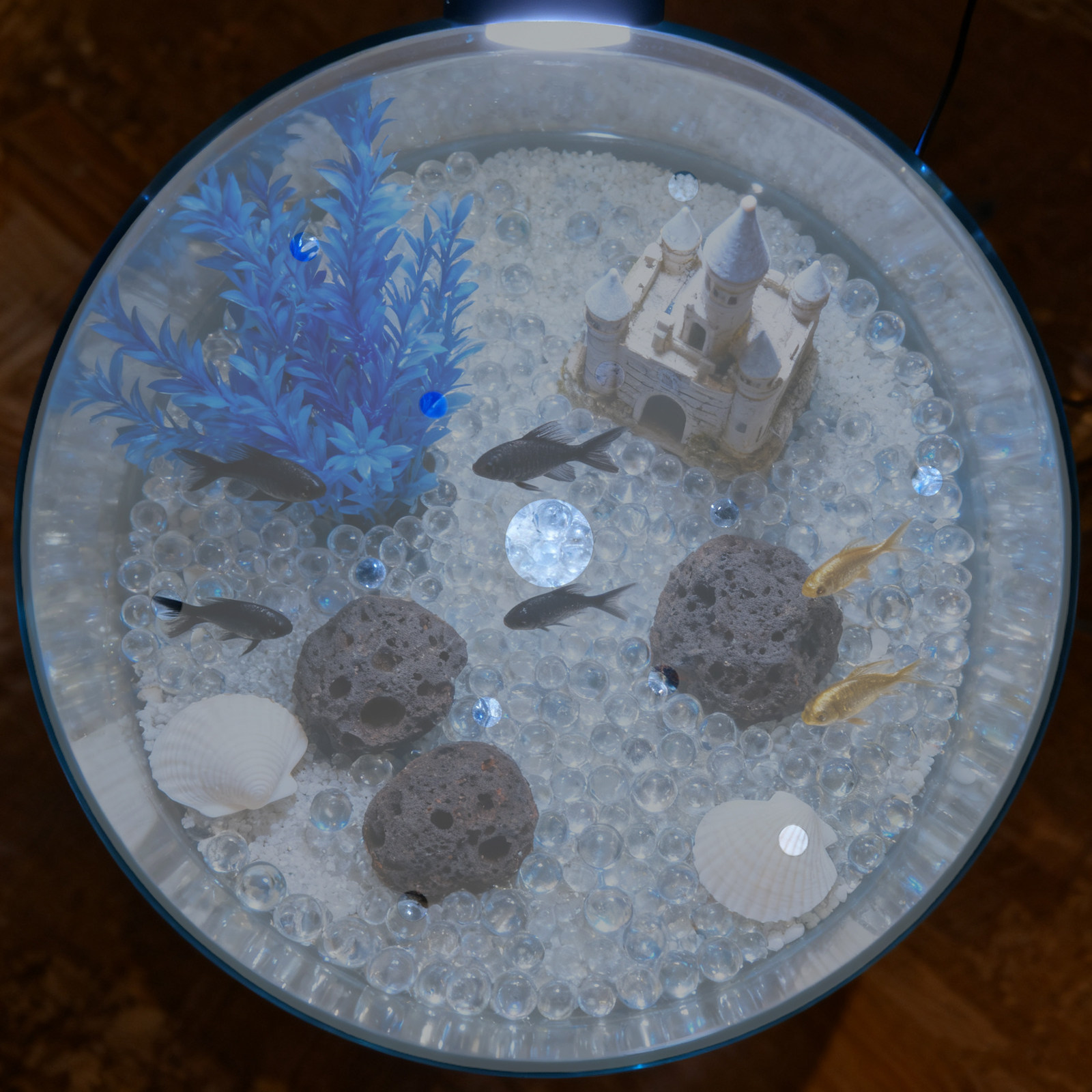غطاء دائري من الأكريليك لحوض ا - مراجعة Aquarium Fish In Bowl وسعره