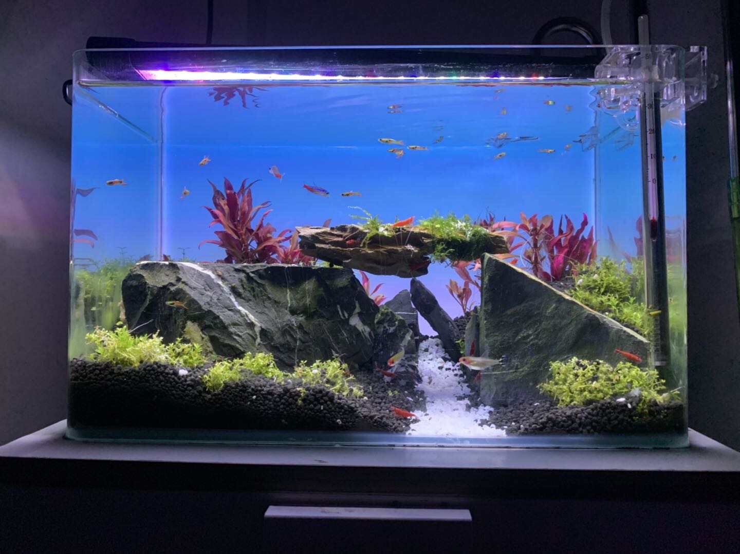 إضاءة حوض السمك متغيرة الألوان - مراجعة Aquarium Fish Background وسعره