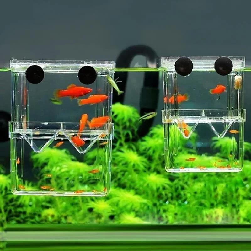 حوض السمك الشفاف، صندوق عزل تر - مراجعة Aquarium Fish In Bowl وسعره