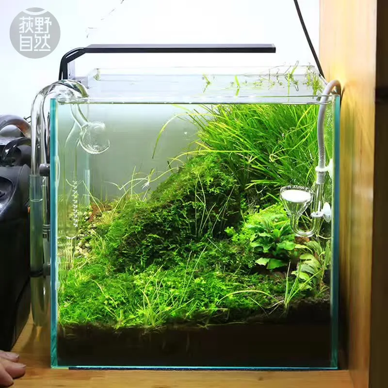 Chihiros C Series ADA Style Pl - مراجعة Aquarium Fish Background وسعره