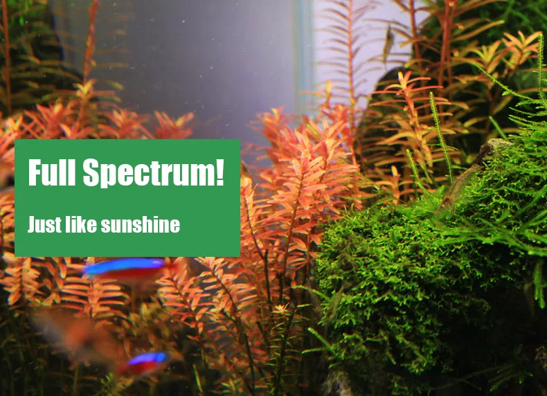 Chihiros C Series ADA Style Pl - مراجعة Aquarium Fish Background وسعره