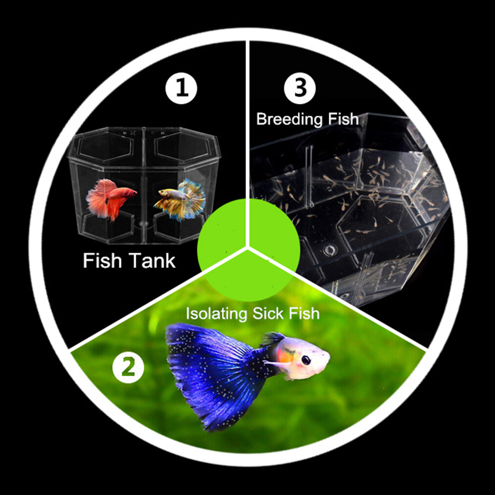 الاكريليك اثنين من الانقسام Gu - مراجعة Aquarium Fish In Bowl وسعره