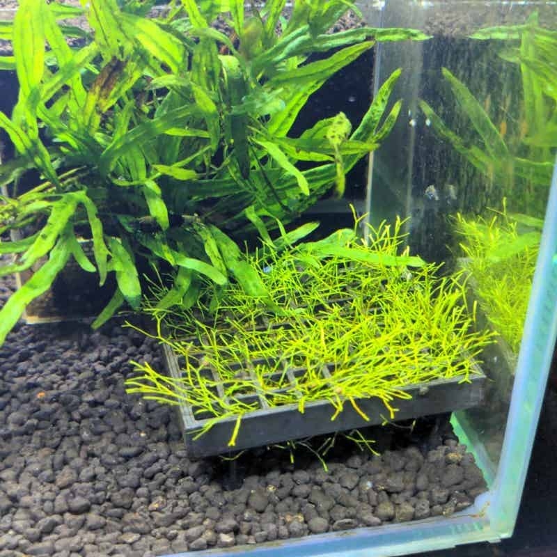 حامل شبكي لطحالب أحواض السمك،  - مراجعة Aquarium Fish Elevator وسعره