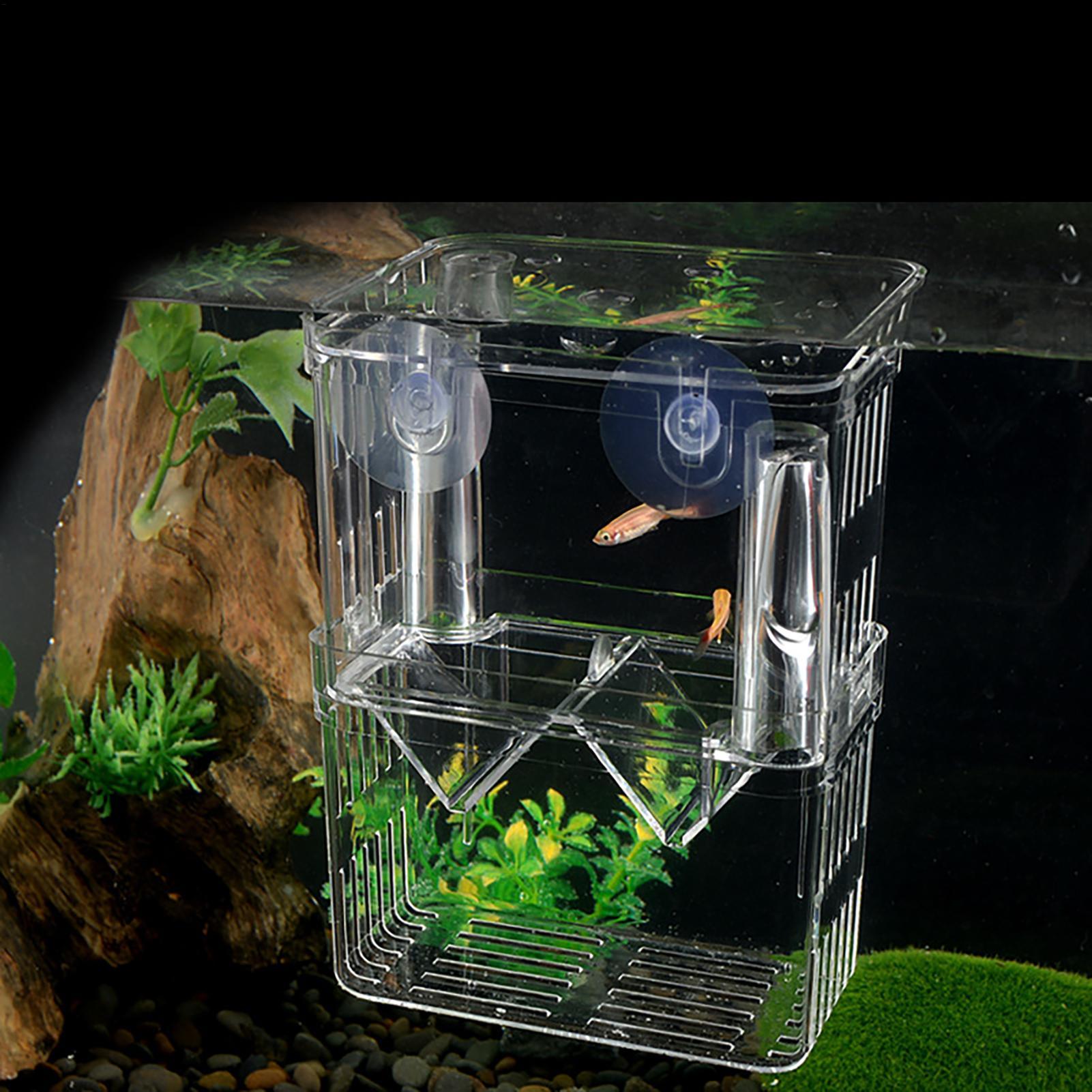 صندوق تربية للأسماك في حوض الس - مراجعة Aquarium Fish In Bowl وسعره
