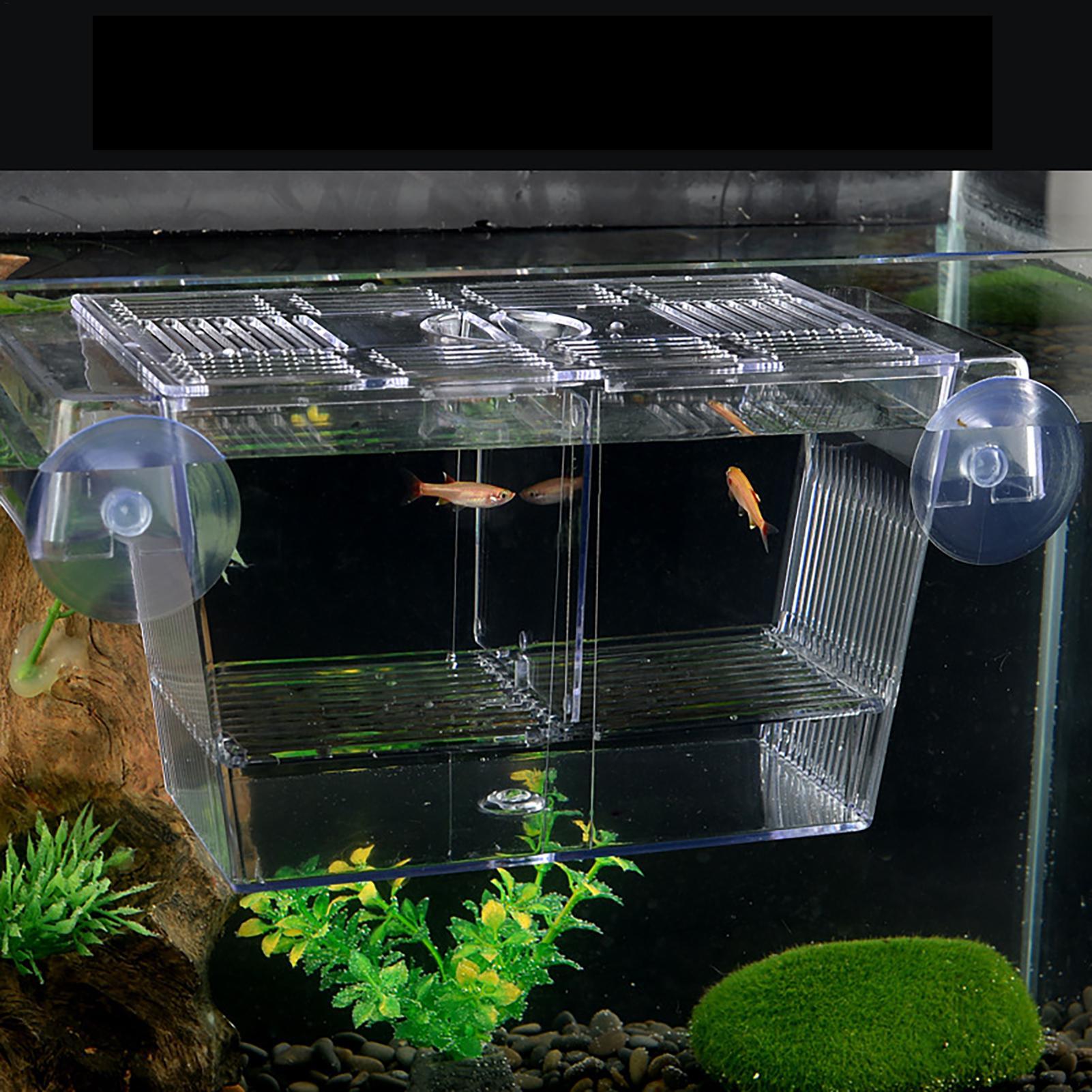 صندوق تربية للأسماك في حوض الس - مراجعة Aquarium Fish In Bowl وسعره