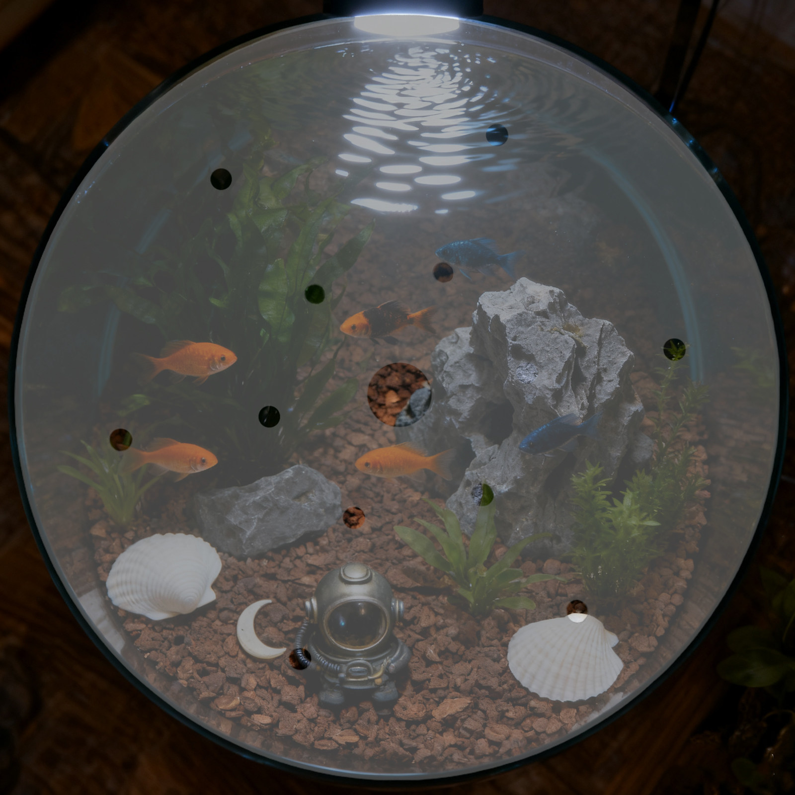 غطاء حوض أسماك دائري من الأكري - مراجعة Aquarium Fish In Bowl وسعره